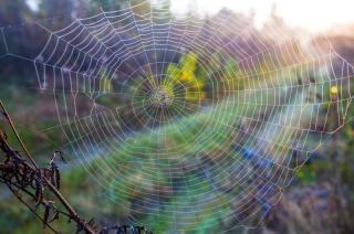 Picture of large spider web with spider sitting in the middle