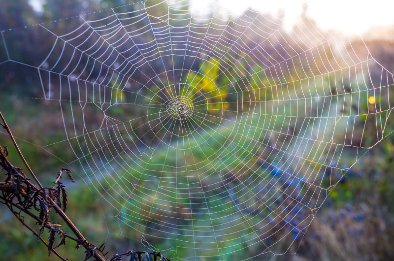 Picture of large spider web with spider sitting in the middle